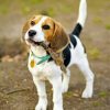 beagle-dog-paint-by-number