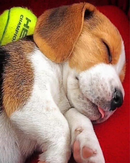 beagle-puppy-sleeping-paint-by-number