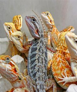 Bearded Dragon paint by numbers