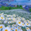 beautiful-daisy-field-paint-by-number