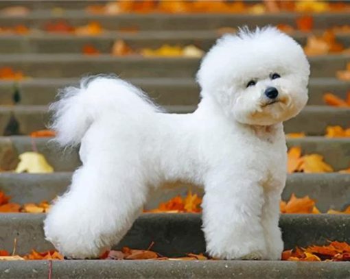 bichon-frise-puppy-paint-by-number