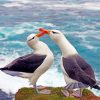 birds-in-love-paint-by-numbers