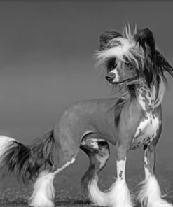 black-and-white-chinese-crested-paint-by-number