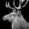 black-and-white-deer-paint-by-numbers