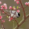 black-capped-chickadee-cherry-blossom-paint-by-numbers