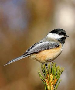 black-crapped-chickadee-paint-by-numbers