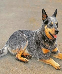 blue-heeler-paint-by-numbers