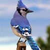blue-jay-bird-paint-by-numbers