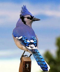 blue-jay-bird-paint-by-numbers