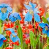 blue-poppy-plant-care-and-growing-guid-paint-by-number