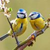 blue-tit-birds-paint-by-numbers