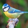 blue-tit-paint-by-numbers