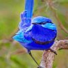 blue-wren-bird-paint-by-number