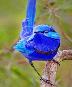 blue-wren-bird-paint-by-number