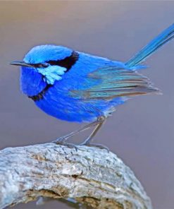 blue-wren-paint-by-number