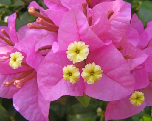 bougainvillea-paint-by-number