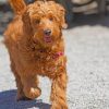 brown-golden-doodles-paint-by-number