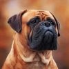 bullmastiff-dog-animal-paint-by-number