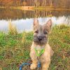 cairn-terrier-paint-by-number