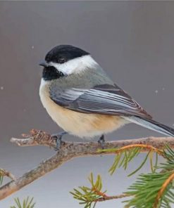 chickadee-paint-by-numbers