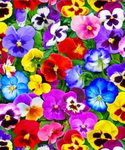 colorful-pansy-flowers-paint-by-number