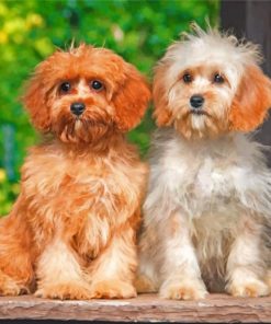 cute-cavapoo-dogs-paint-by-numbers