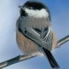 cute-chickadee-paint-by-numbers