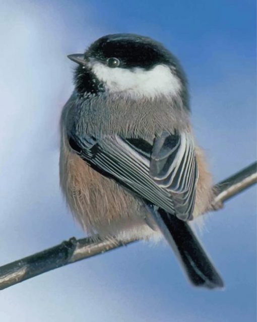 cute-chickadee-paint-by-numbers