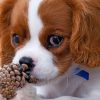 cute-king-charles-paint-by-number