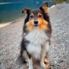 cute-sheltie-dog-paint-by-numbers