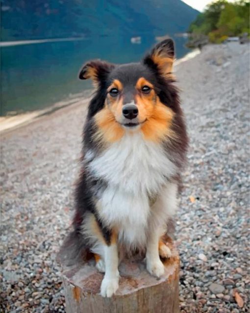 cute-sheltie-dog-paint-by-numbers