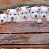 cute-westie-puppies-paint-by-numbers