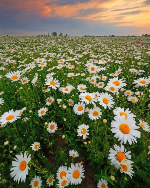 daisy-field-paint-by-number