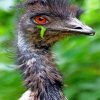 emu-bird-paint-by-numbers