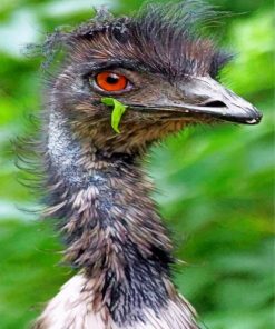 emu-bird-paint-by-numbers