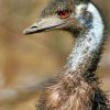 emu-portrait-paint-by-number