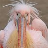 fluffy-pelican-paint-by-numbers