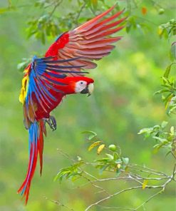 flying-macaws-paint-by-number