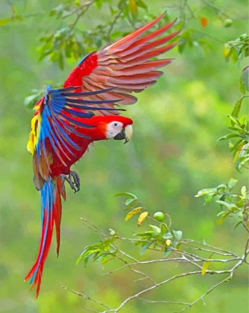 flying-macaws-paint-by-number