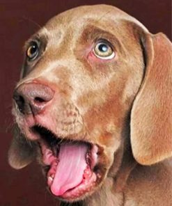 funny-weimaraner-paint-by-numbers
