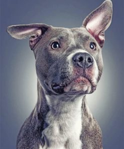 gray-pitbull-dog-animmal-paint-by-numbers