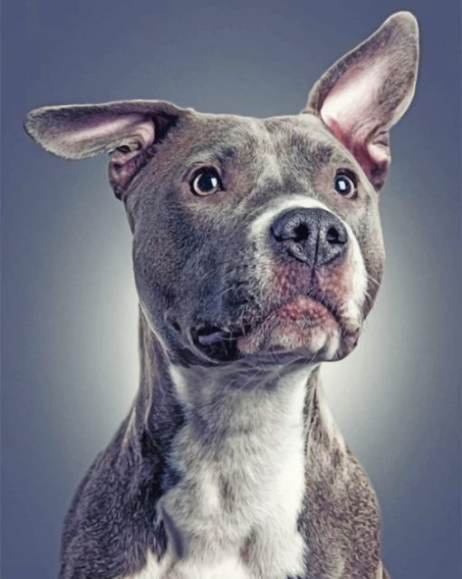 gray-pitbull-dog-animmal-paint-by-numbers