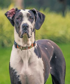 great-dane-dog-paint-by-numbers