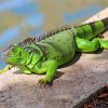 green-iguana-paint-by-number
