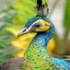 green-peafowl-paint-by-numbers