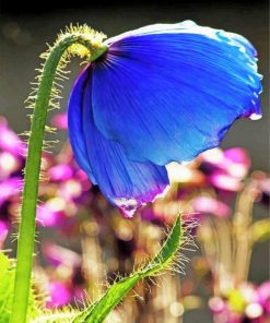 himalayan-blue-poppy-ian-gowland-paint-by-numbers