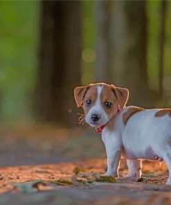 jack-russells-puppy-paint-by-numbers