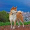 japanese-akita-dog-paint-by-numbers