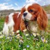 king-charles-spaniel-dog-paint-by-numbers