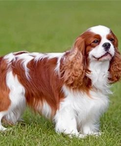 king-charles-spaniel-paint-by-number